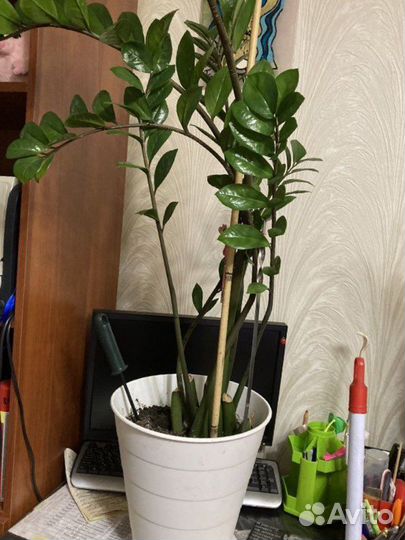 Замиокулькас замиелистный-доллоровое дерево