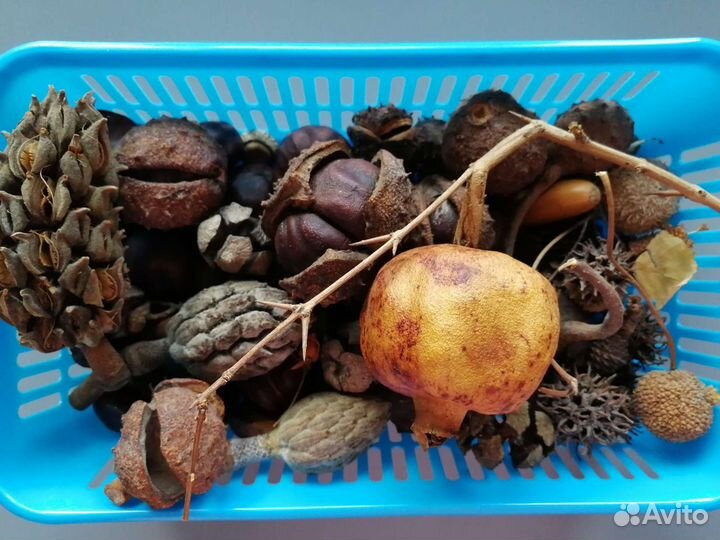 Каштаны, магнолия, можжевельник и пр