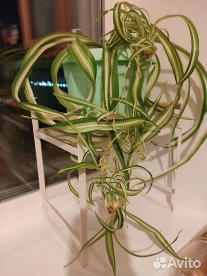 Бони кучерявый