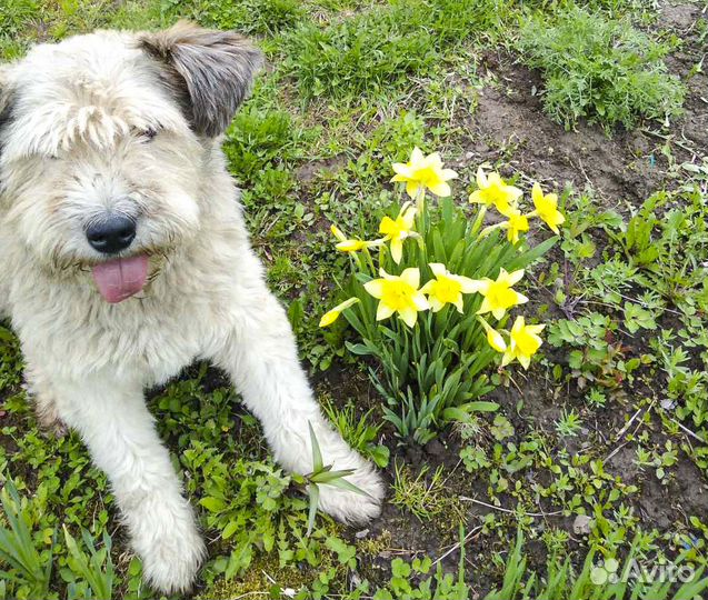 Метис пшеничного терьера, кастрат Малыш в дар