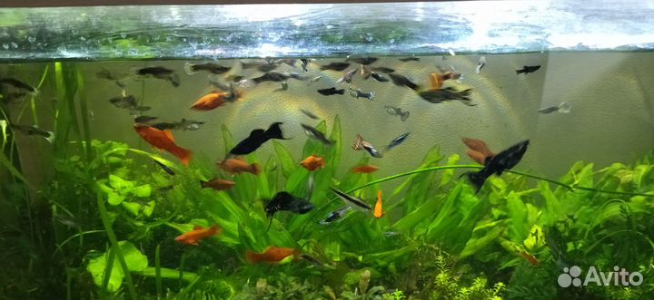 Гуппи,моллинезии