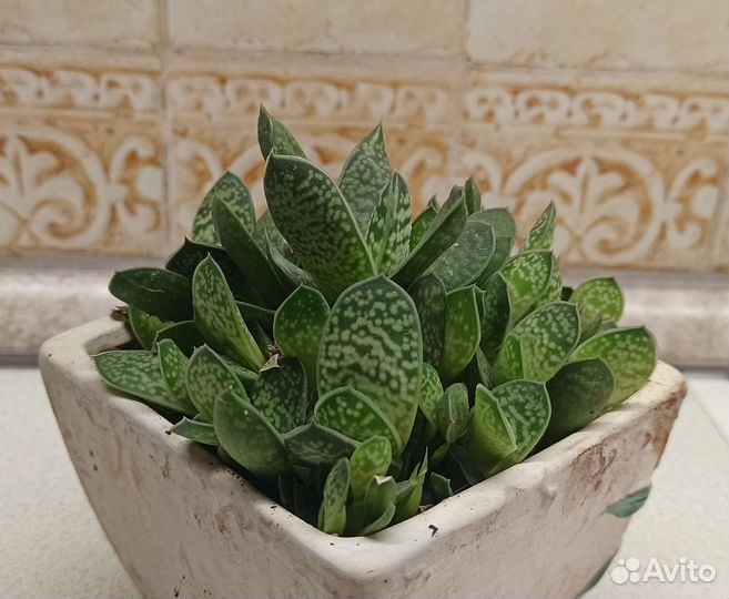 Суккуленты разные