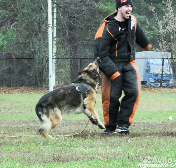 Дрессировка и воспитание собак. Кинолог