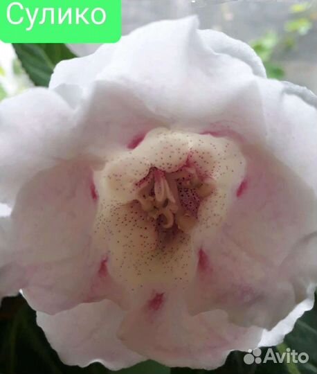 Глоксинии листом и луковицами