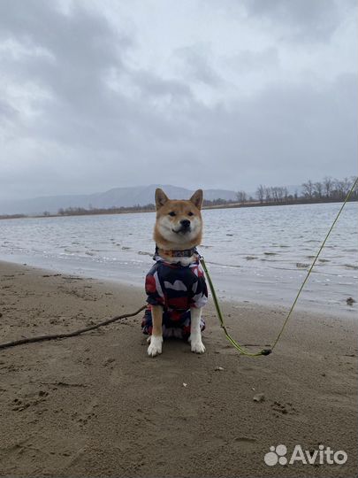 Дождевик для собак