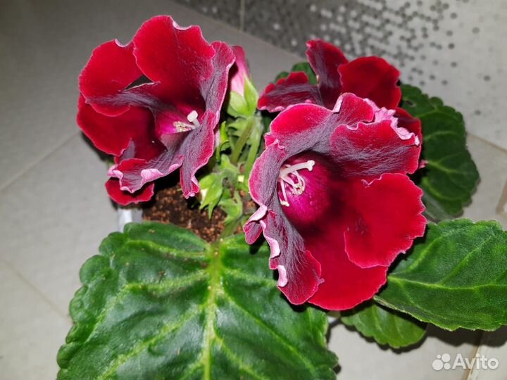 Глоксиния Импресс Ред-большие детки