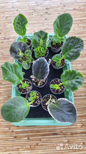 Фиалки(набор ук.листьев с детками)