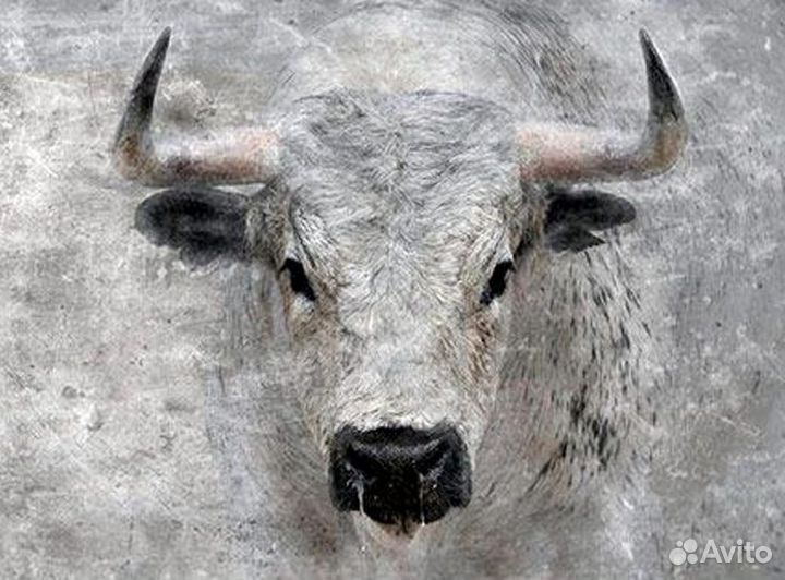 Забойщик скота