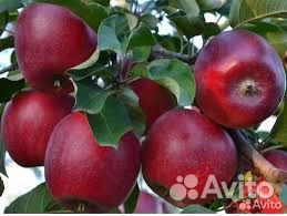 Саженцы яблони