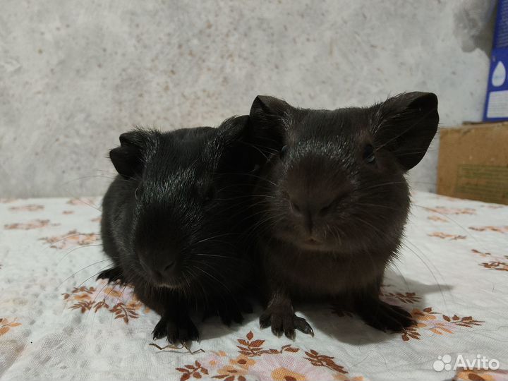 Морская свинка с геном Куи - F-2