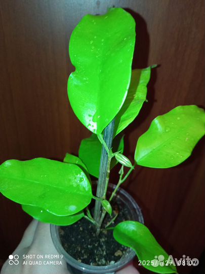 Фикус Еллоу Голд (Yellow Gold)