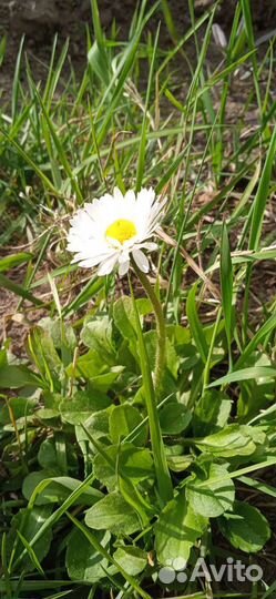 Маргаритки