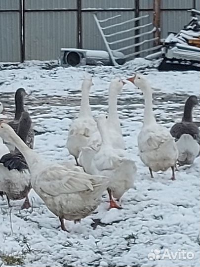 Гуси,кролики,утки