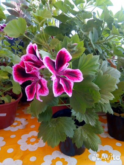 Королевская герань