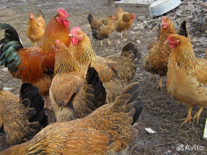 Курицы породистые несушки