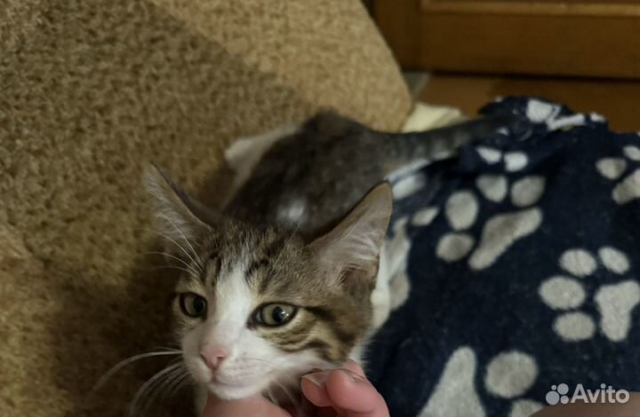 Кошки