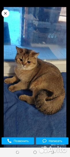 Шотландские котята бронь ищут владельца