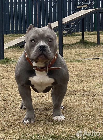 Американский булли вязка