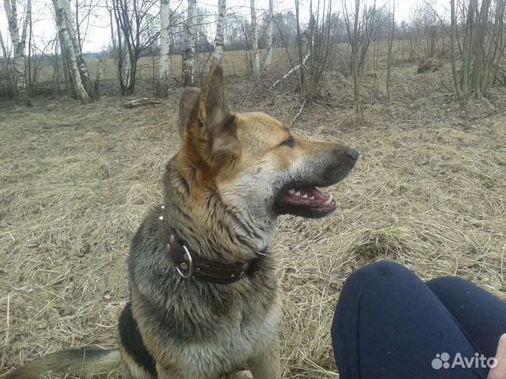 Собака в добрые надежные руки