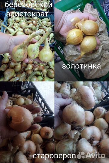 Лук шалот семейный 12 сортов