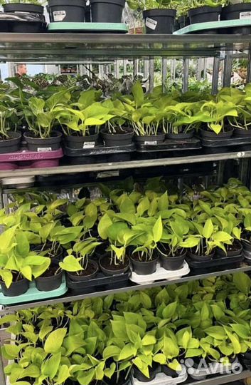 Растения для озеленения помещений, квартир, домов