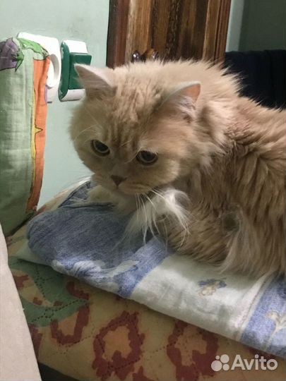 Красавчик Персик