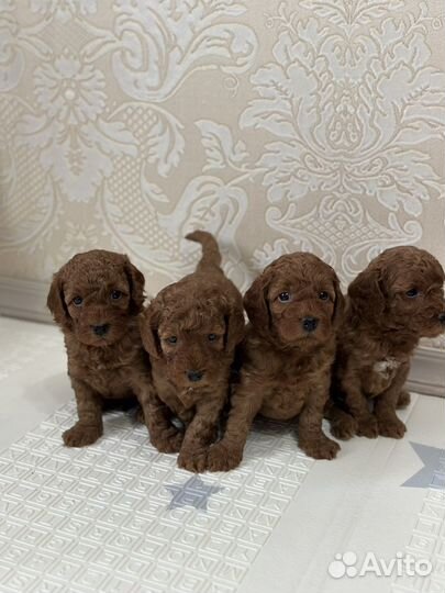 Той-пудель ред браун