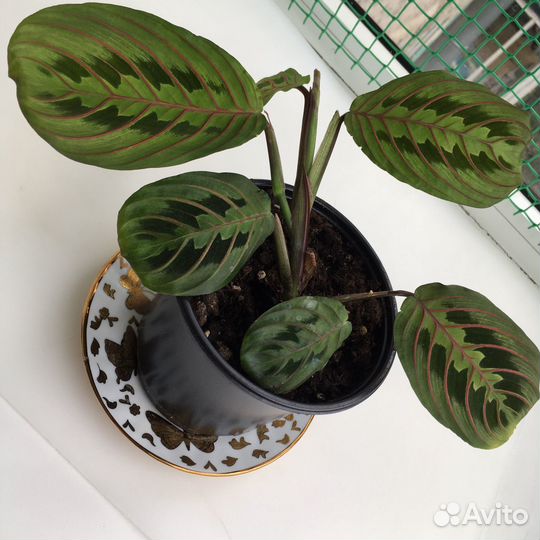 Маранта фасцинатор триколор