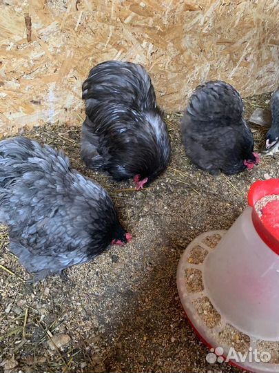 Кохинхин цыплята и куры
