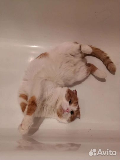 Вязка / случка