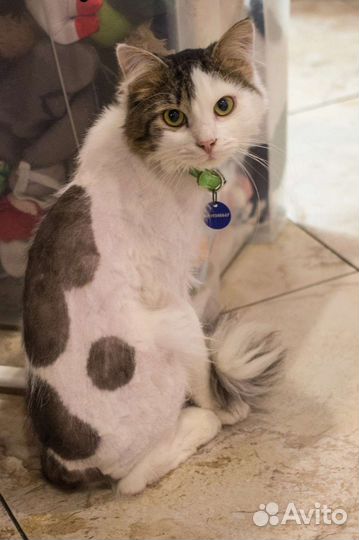 Котенок Джон Сноу