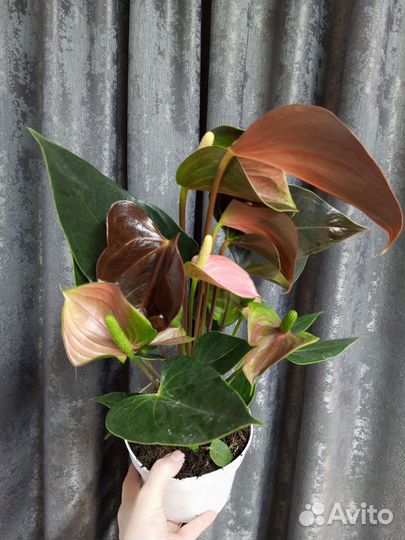 Антуриум Рейнбоу чемпион