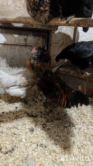 Петухи Амеркуана