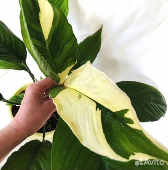 Спатифиллум Пикассо