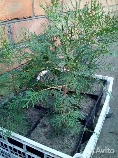 Саженцы туи