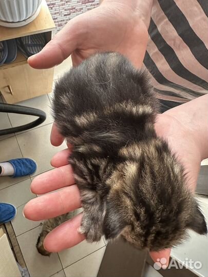 Котята