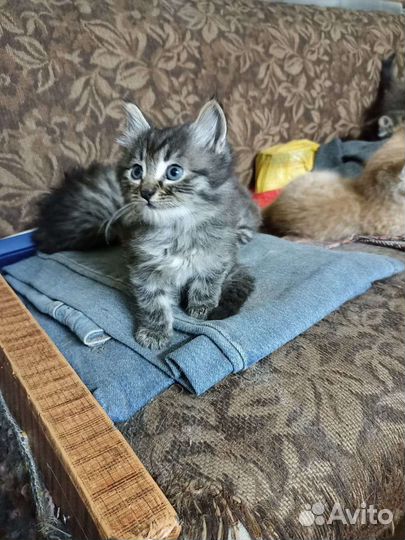 Котята ищут дом