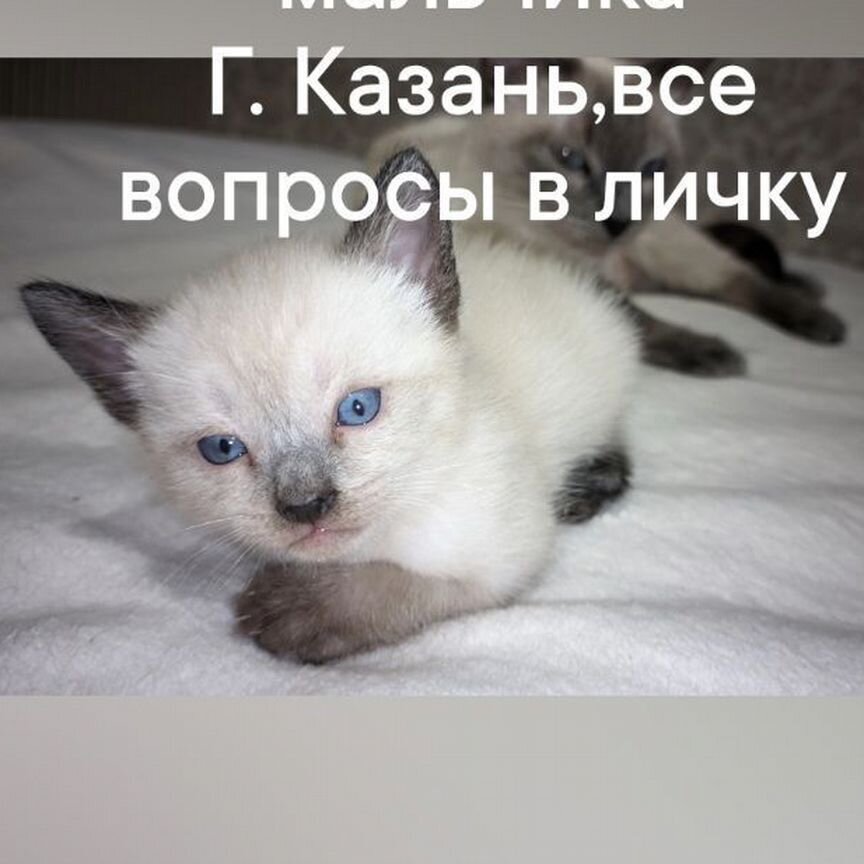 Котята