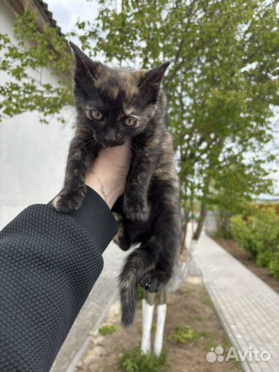 Котенок в ответственные руки