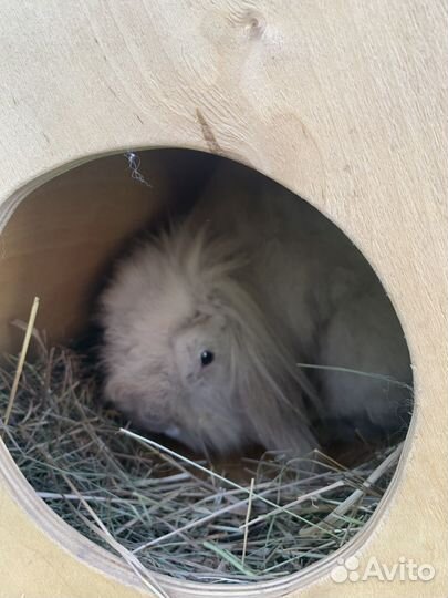 Карликовый вислоухий кролик