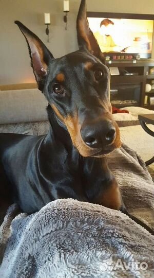 Продам щенка добермана