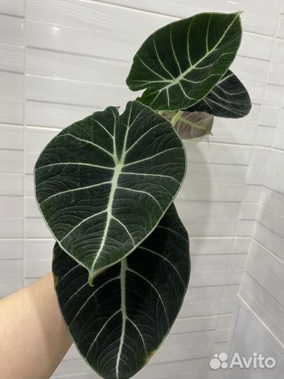Алоказия блэк вельвет