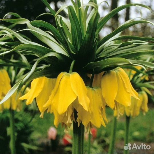 Рябчик императорский