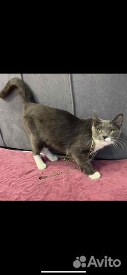 Кошку бросили на даче помогите