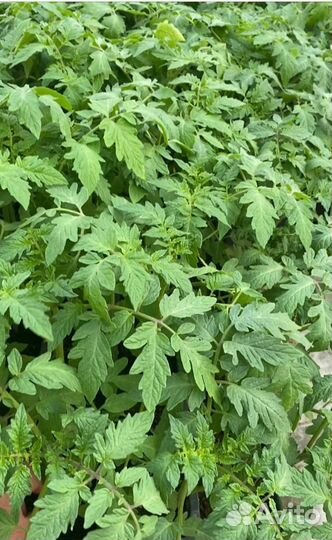 Рассада помидор