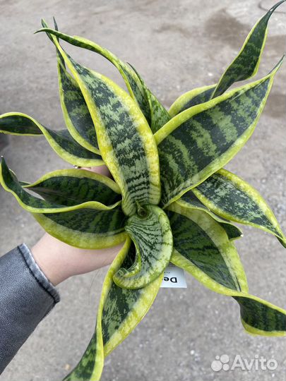 Сансевиерия Dragon Tongue