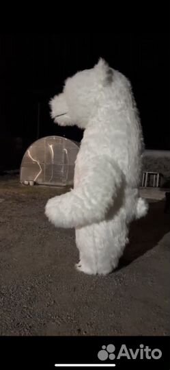 Медведь большой