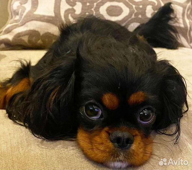 Собачка ккчс, спаниелька мини