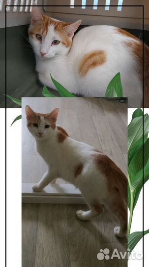 Котенку 8 месяцев