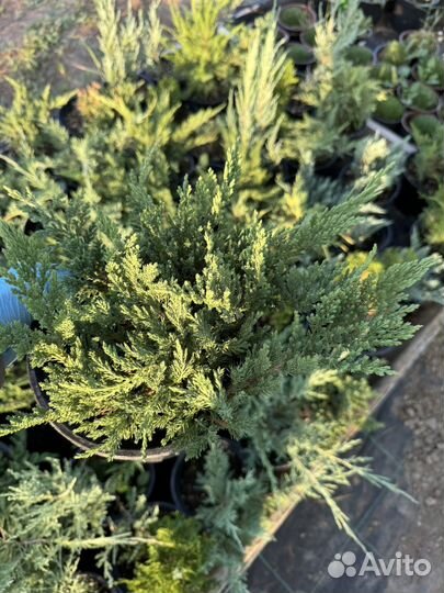 Можжевельники в ассортименте